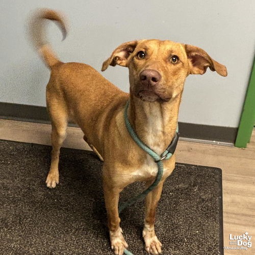 DOBBY - Shepherd / Retriever, Labrador available for adoption