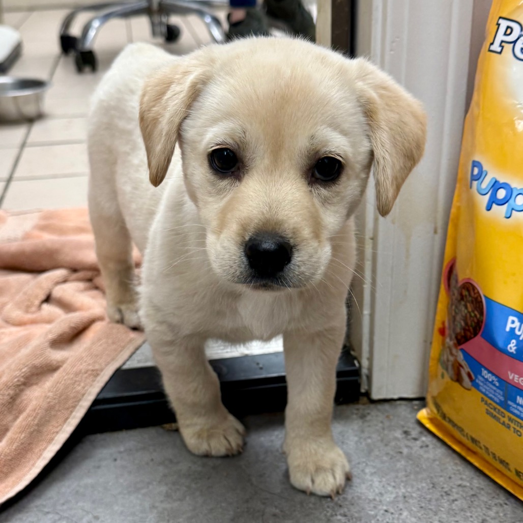 Tusc Stray 83879 2 3