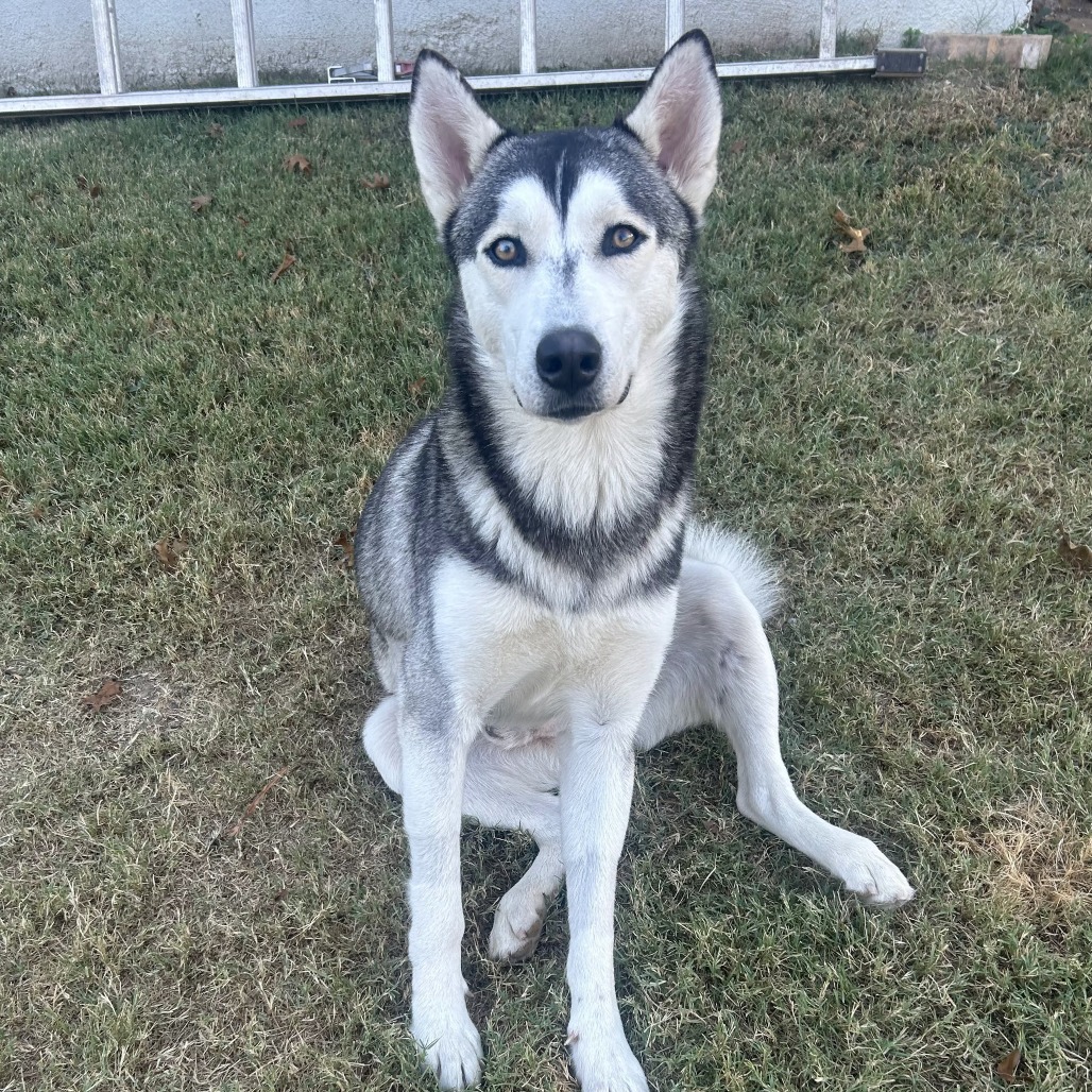 Kai, photo 3