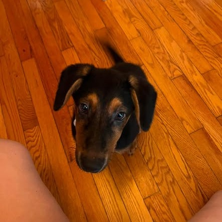 BUFFY - Shepherd / Cattle Dog, Australian (Blue Heeler) available for adoption