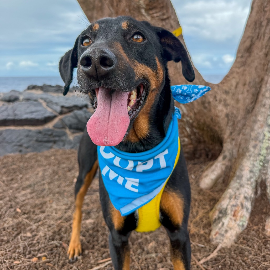 Adopt - Aloha Ilio Rescue