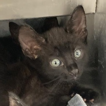 Sunstone the Cat