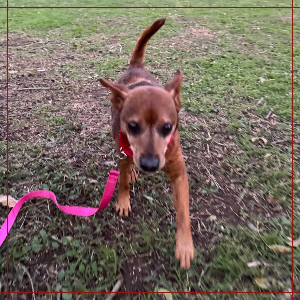 Smokey the Bear — thumbnail 10