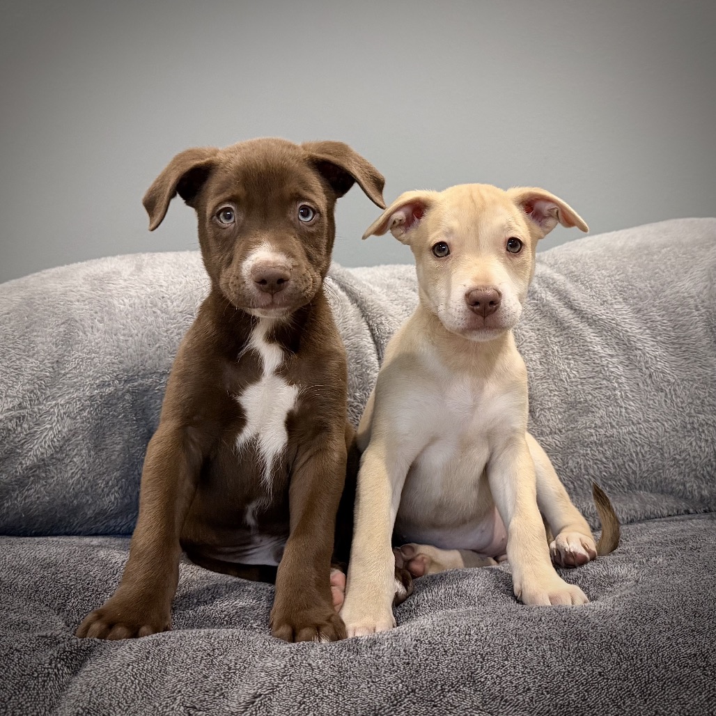 Nala — thumbnail 3