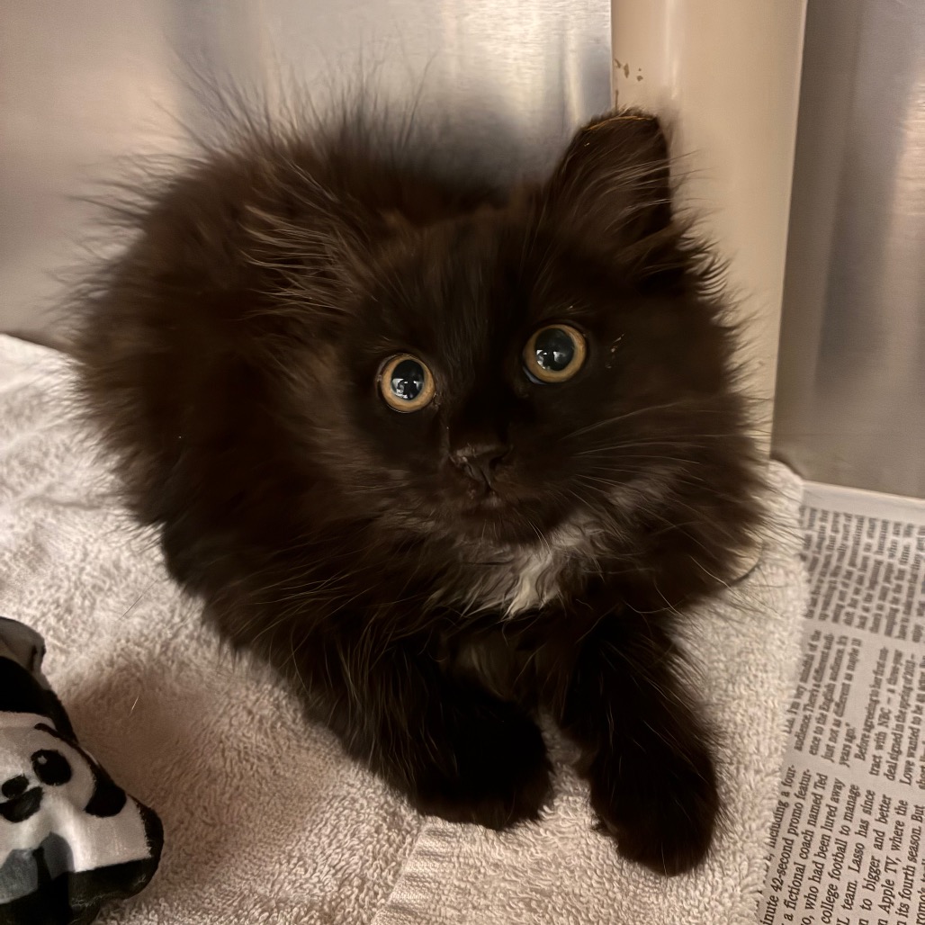 MOGWAI (BONDED TO GIZMO) - Domestic Longhair available for adoption