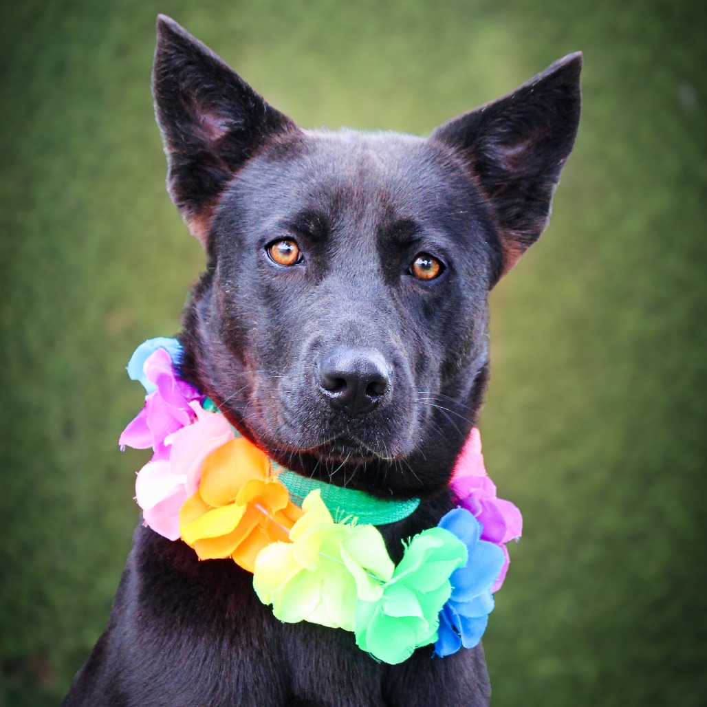 Ellie, an adoptable dog at SPCA-BC