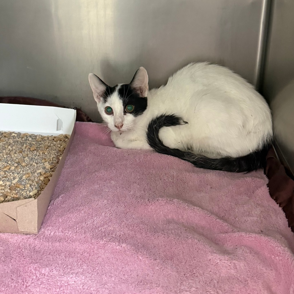 PEGASUS - Domestic Shorthair available for adoption