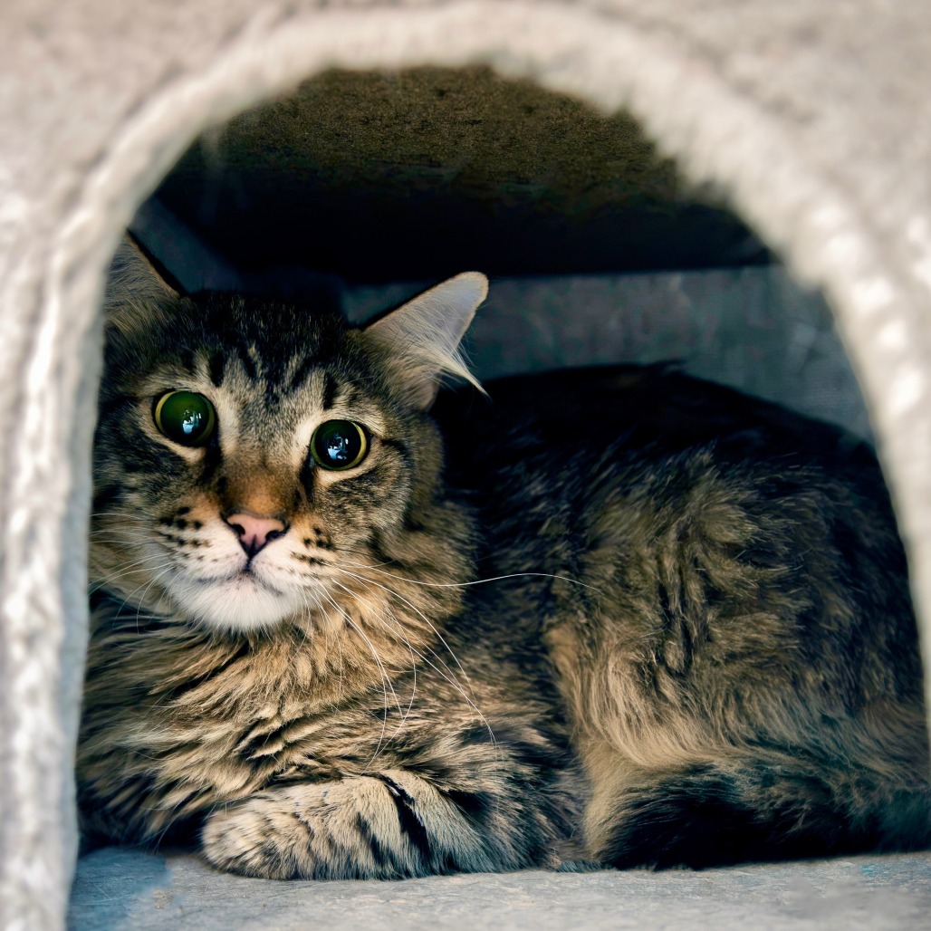 RALPHIE - Domestic Longhair available for adoption