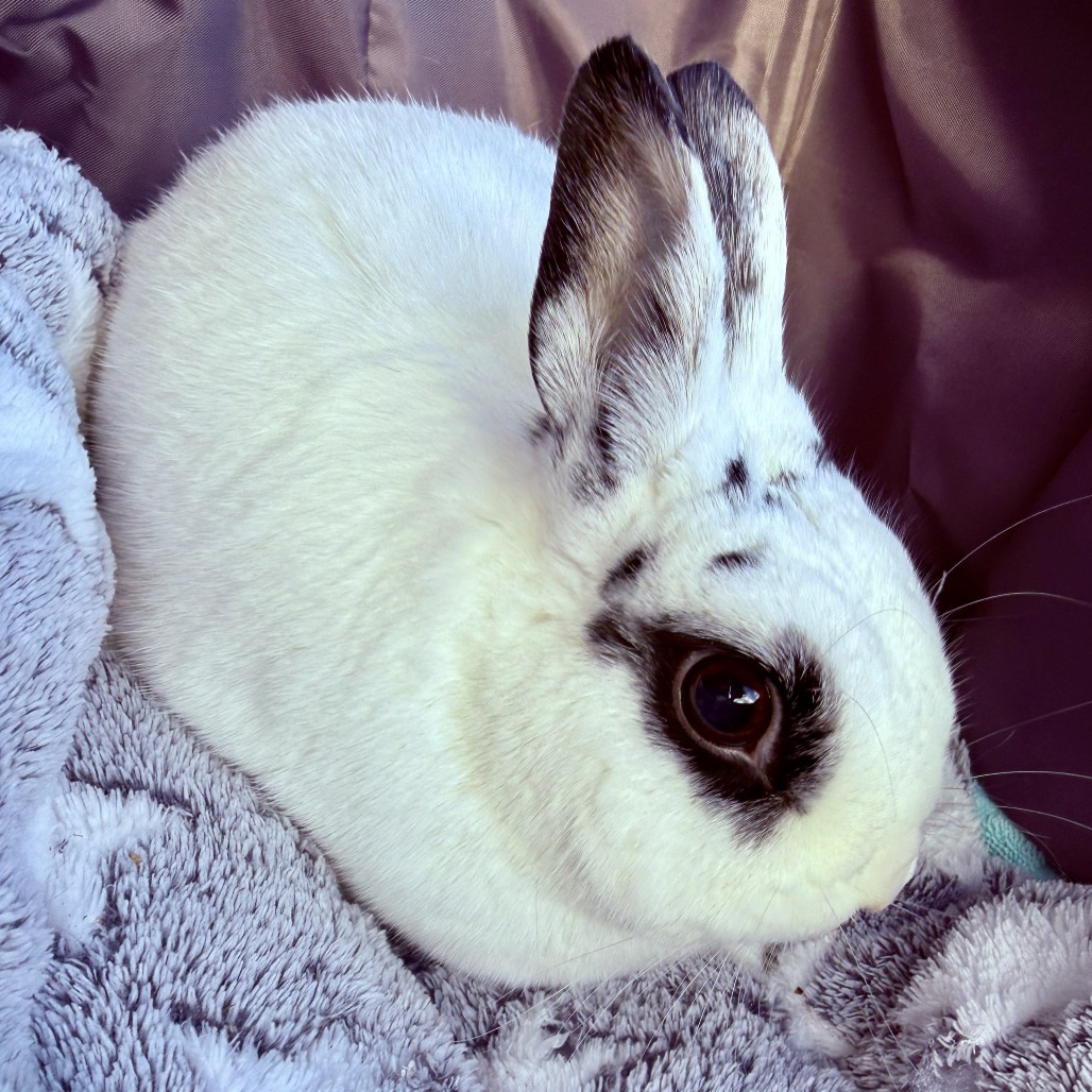 Melodie, photo 5