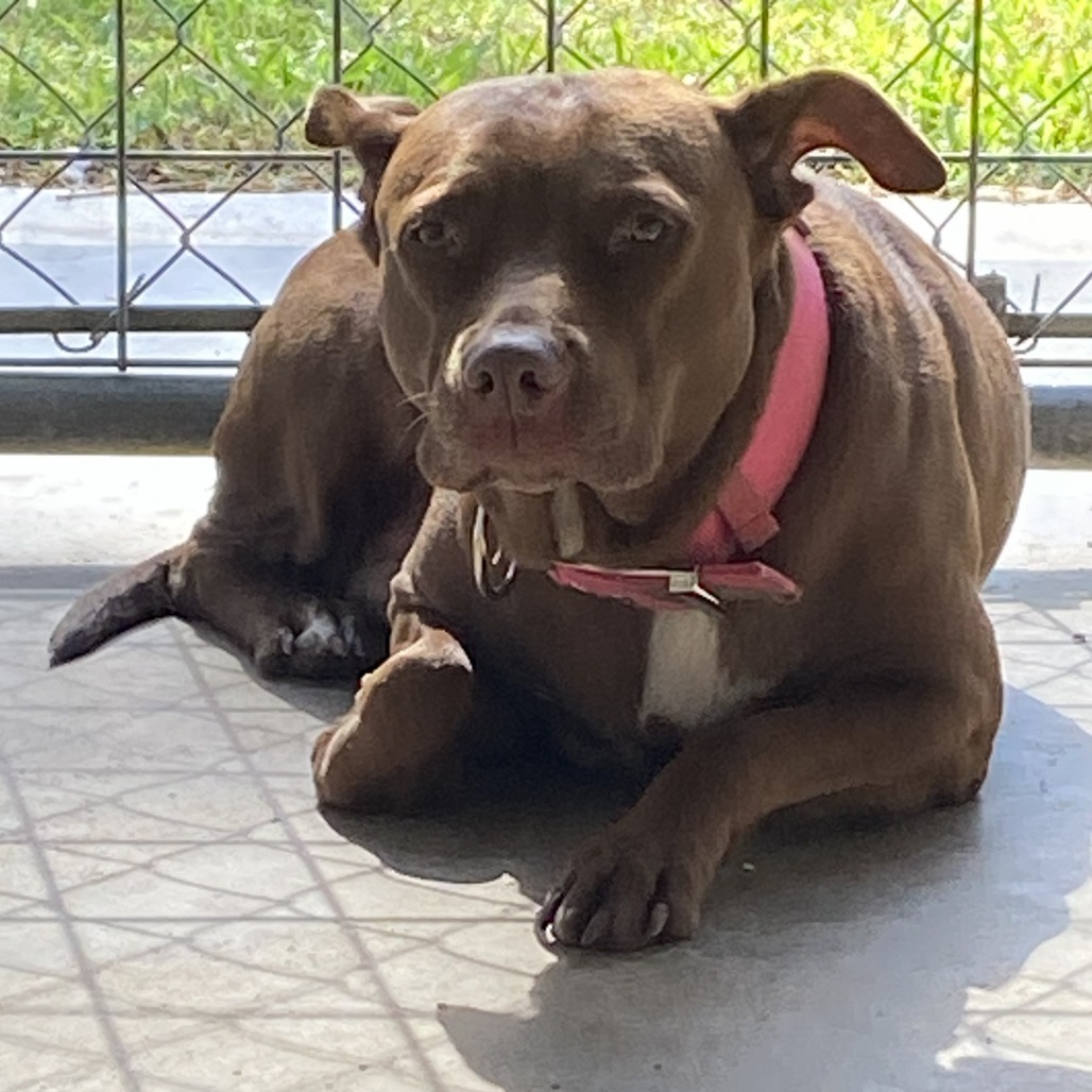 Sugar, photo 2