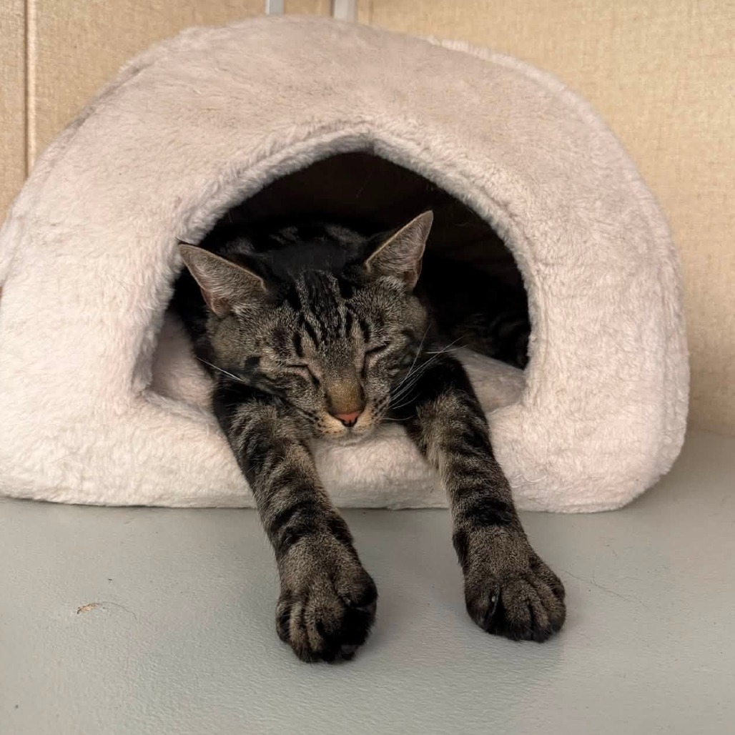 LUNAR - Domestic Shorthair available for adoption