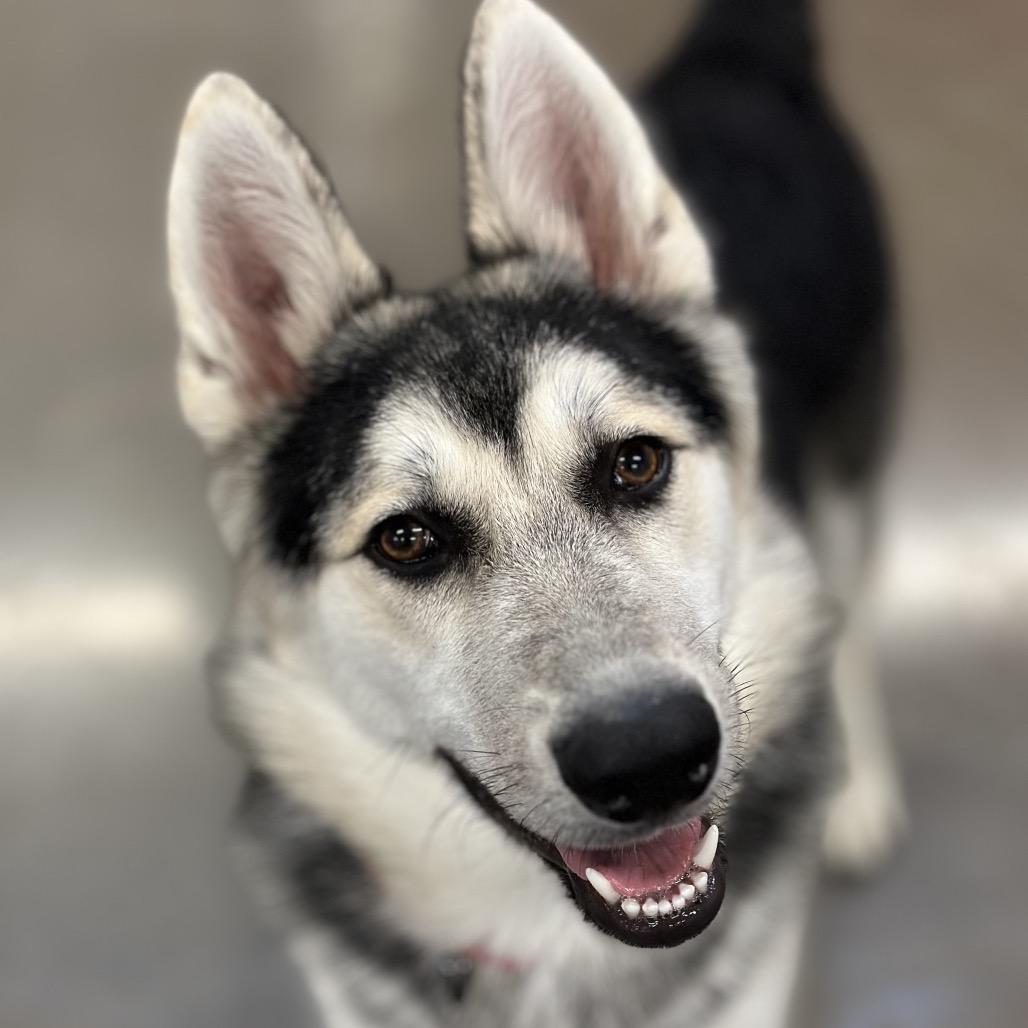 Odin