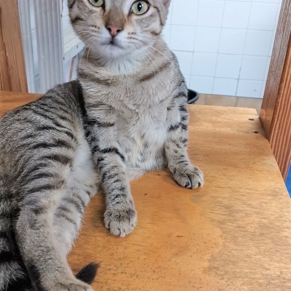 Full body shot of Drumstick