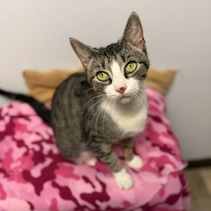 BELLUM-AT PETSMART MADISON EAST - Domestic Shorthair available for adoption