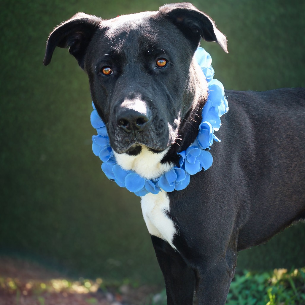 Grizzly, an adoptable dog at SPCA-BC