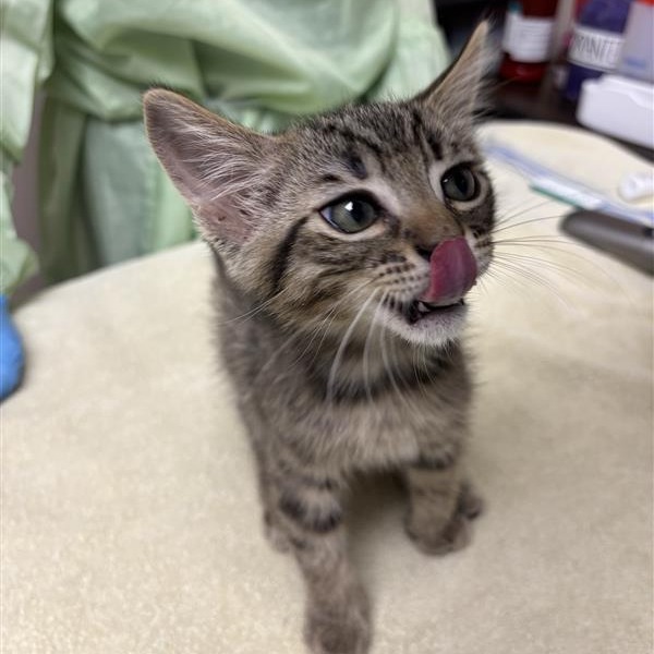 CLONE - Domestic Shorthair available for adoption