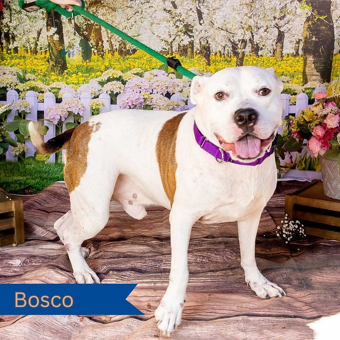 Bosco