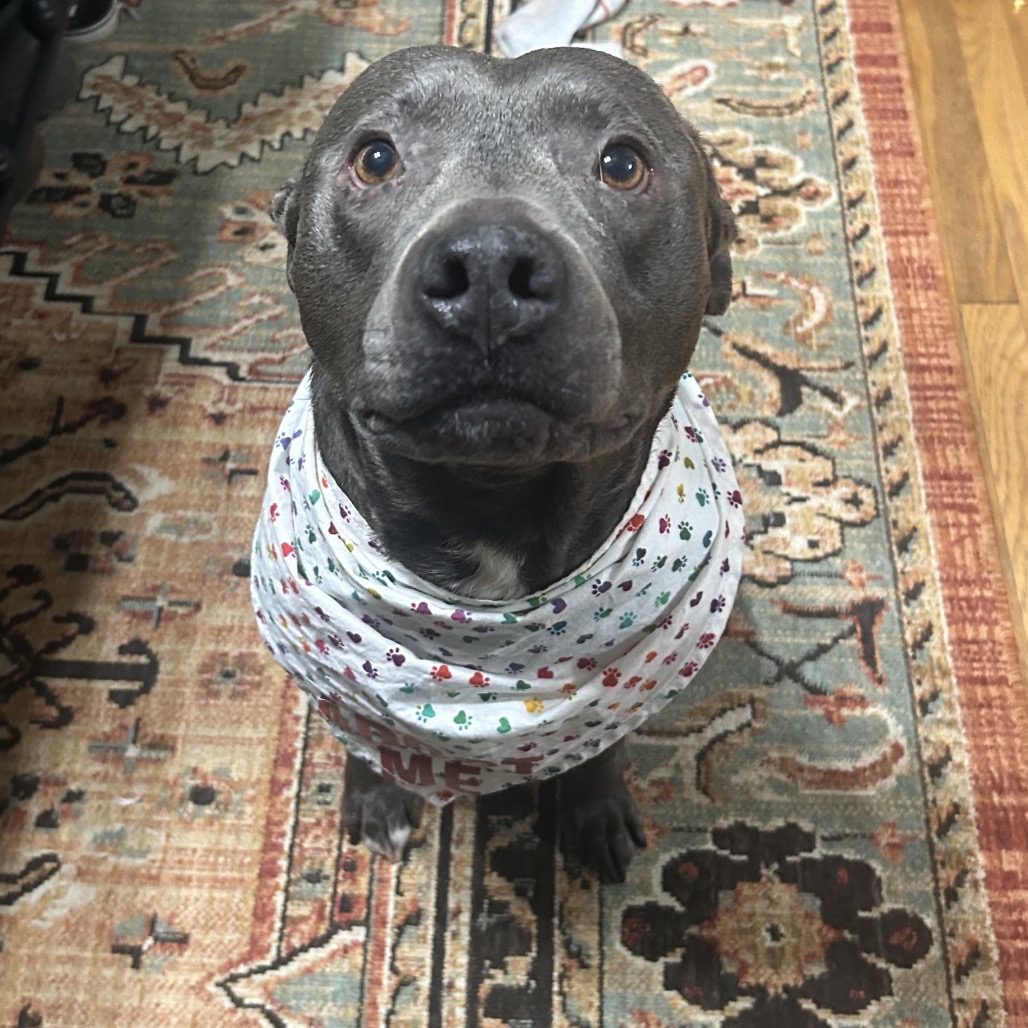 Wilson, adoptable senior dog