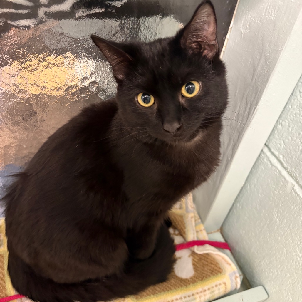 Bamboo (yellow collar) - Domestic Shorthair