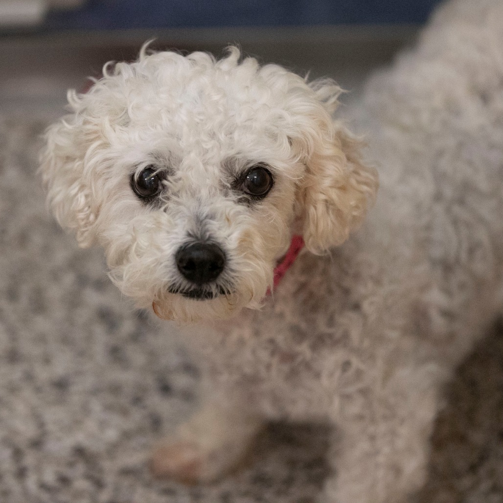 Tracey (AP26-67), photo 6