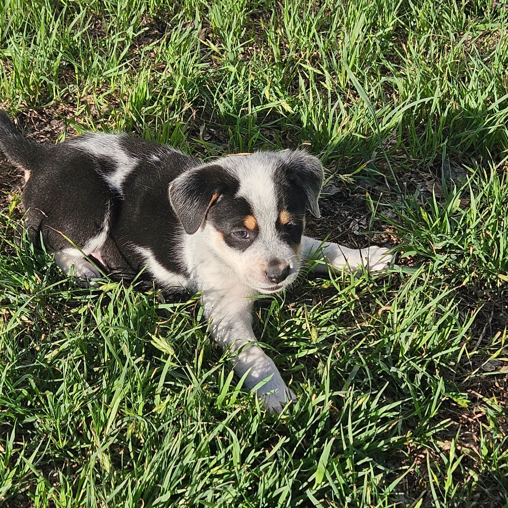 Twix — thumbnail 8