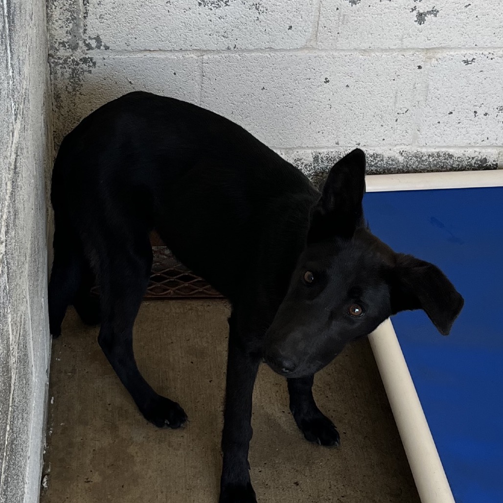 MALIBU - Shepherd / Mixed Breed (Medium) available for adoption