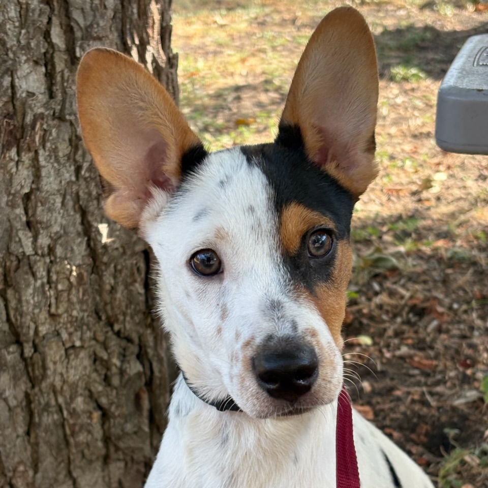 Baxter, photo 7