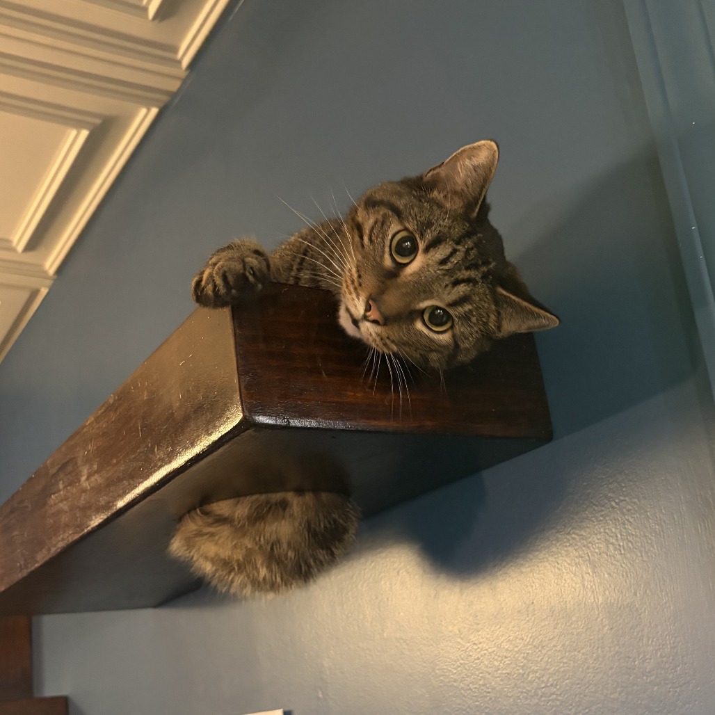Buddy, photo 8