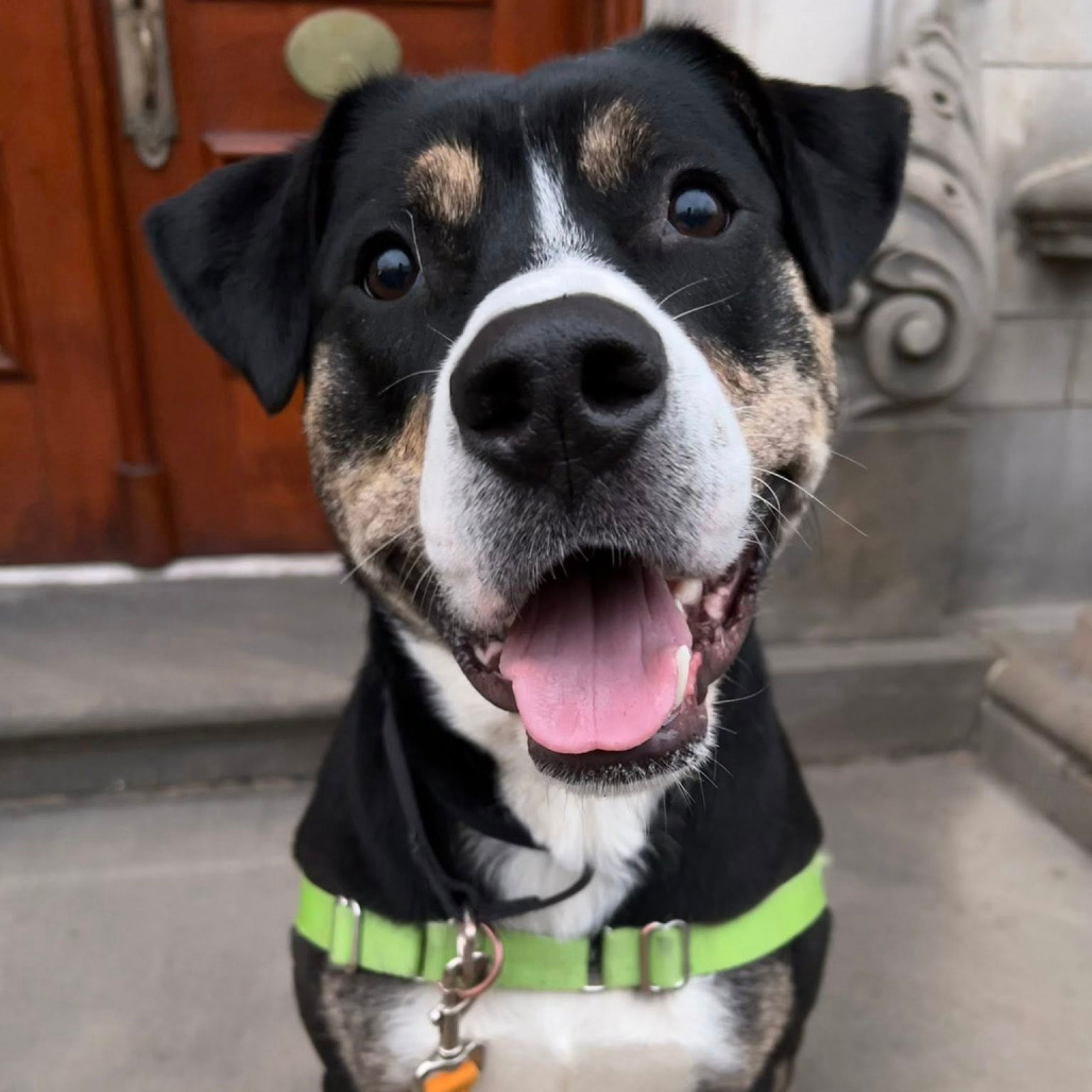 Photo of Swiss Miss 18