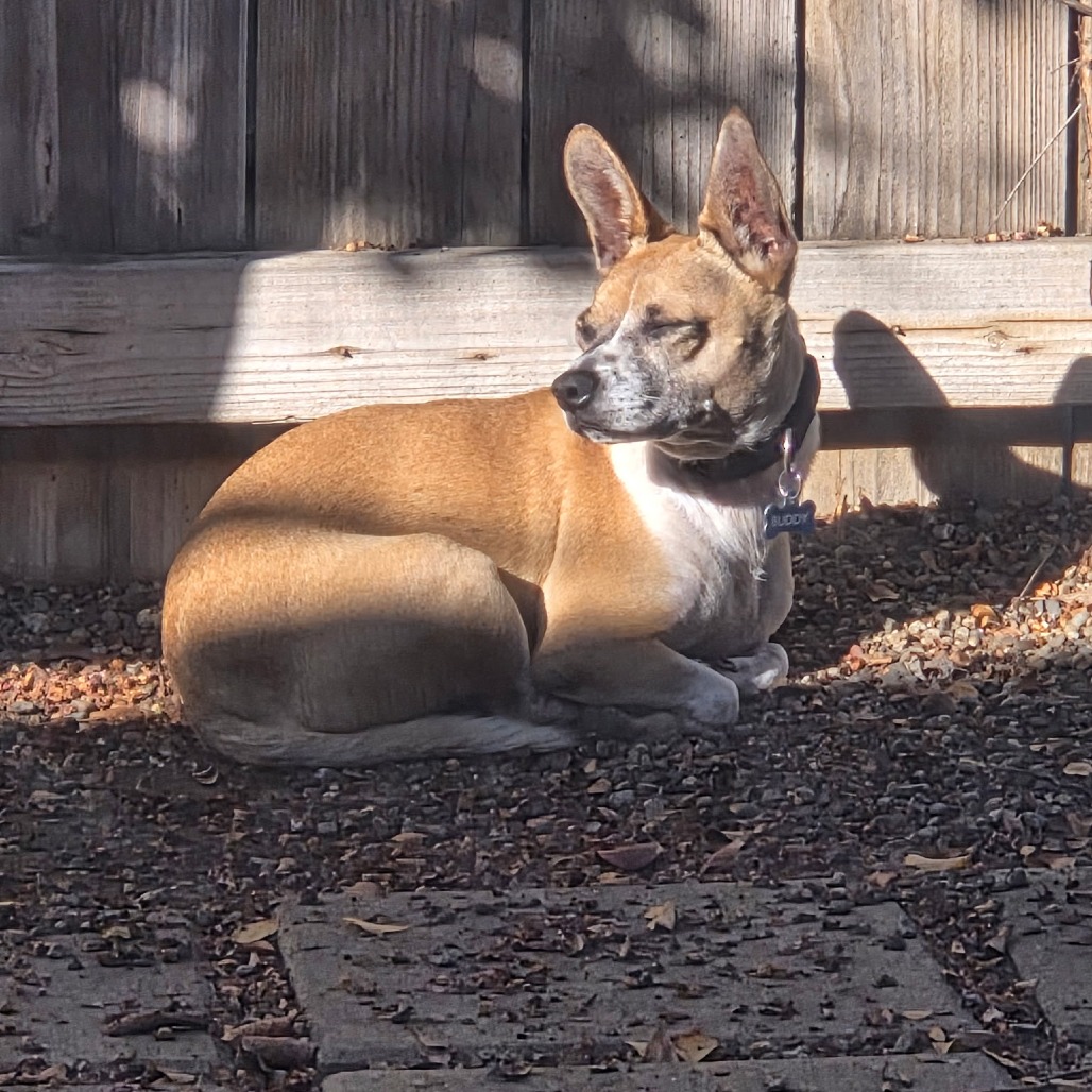 Buddy, photo 7