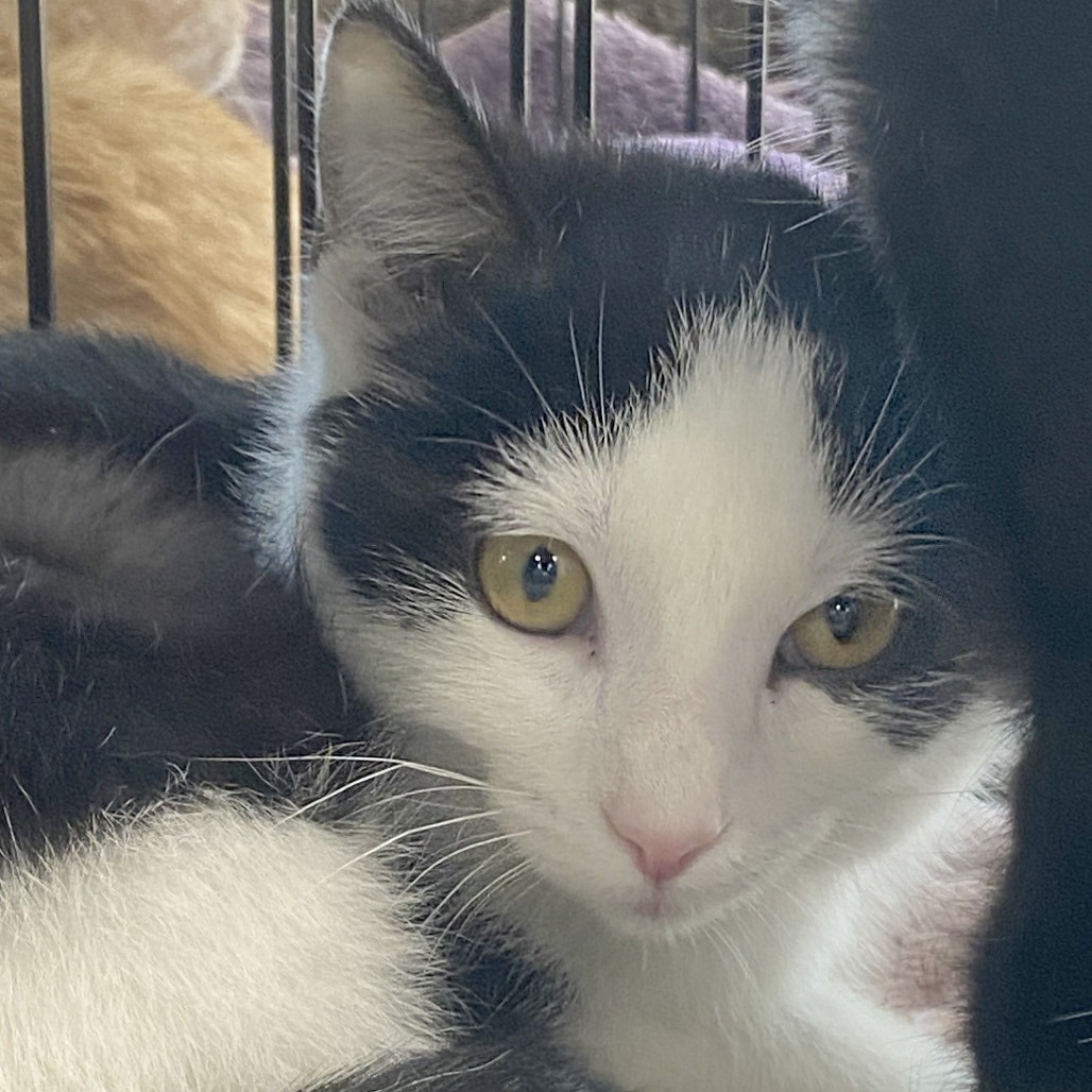 TALLAHASSEE - Domestic Shorthair for adoption in Frederick