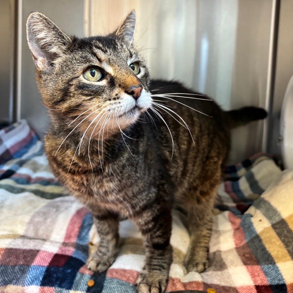 ETHEL - Domestic Shorthair available for adoption