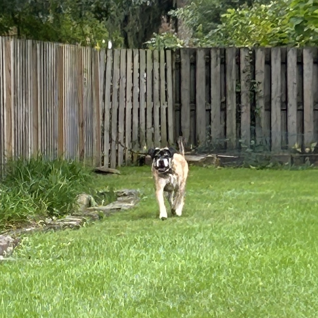 Ruby, photo 24