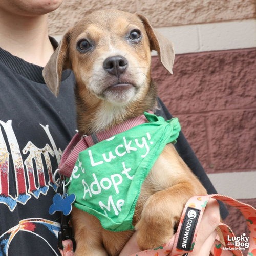 WILLOW - Retriever, Labrador / Mix available for adoption