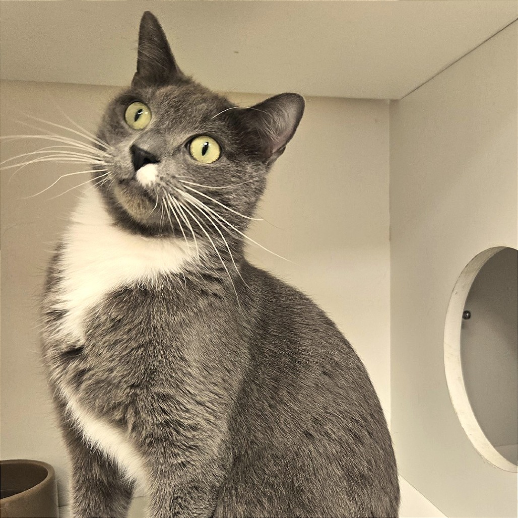 Zorro — thumbnail 5