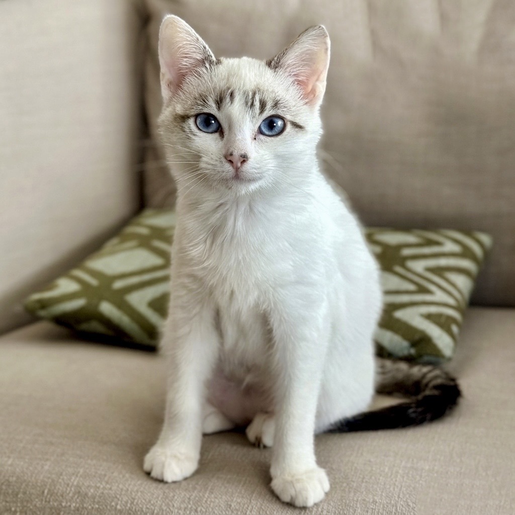 Quicksilver — thumbnail 6