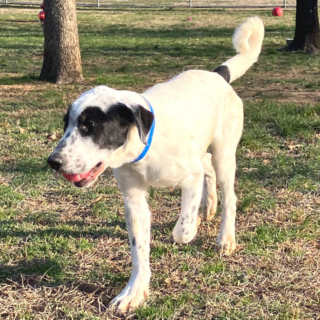 Pancake — thumbnail 6