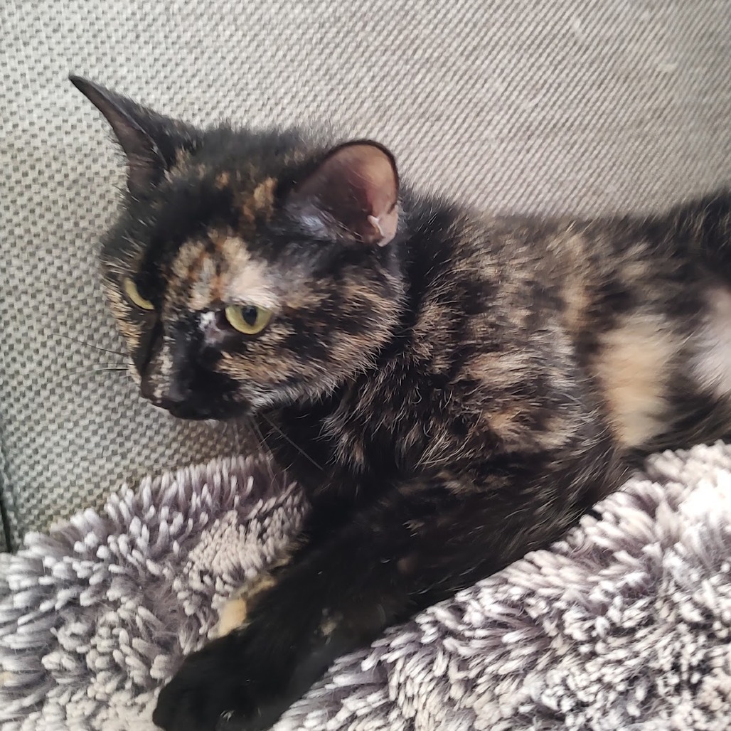 Lola — thumbnail 4