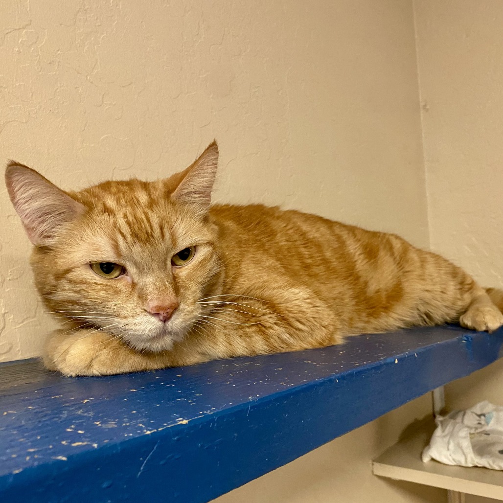 Sailor Jerry picture #4