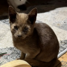 Benny, available for adoption