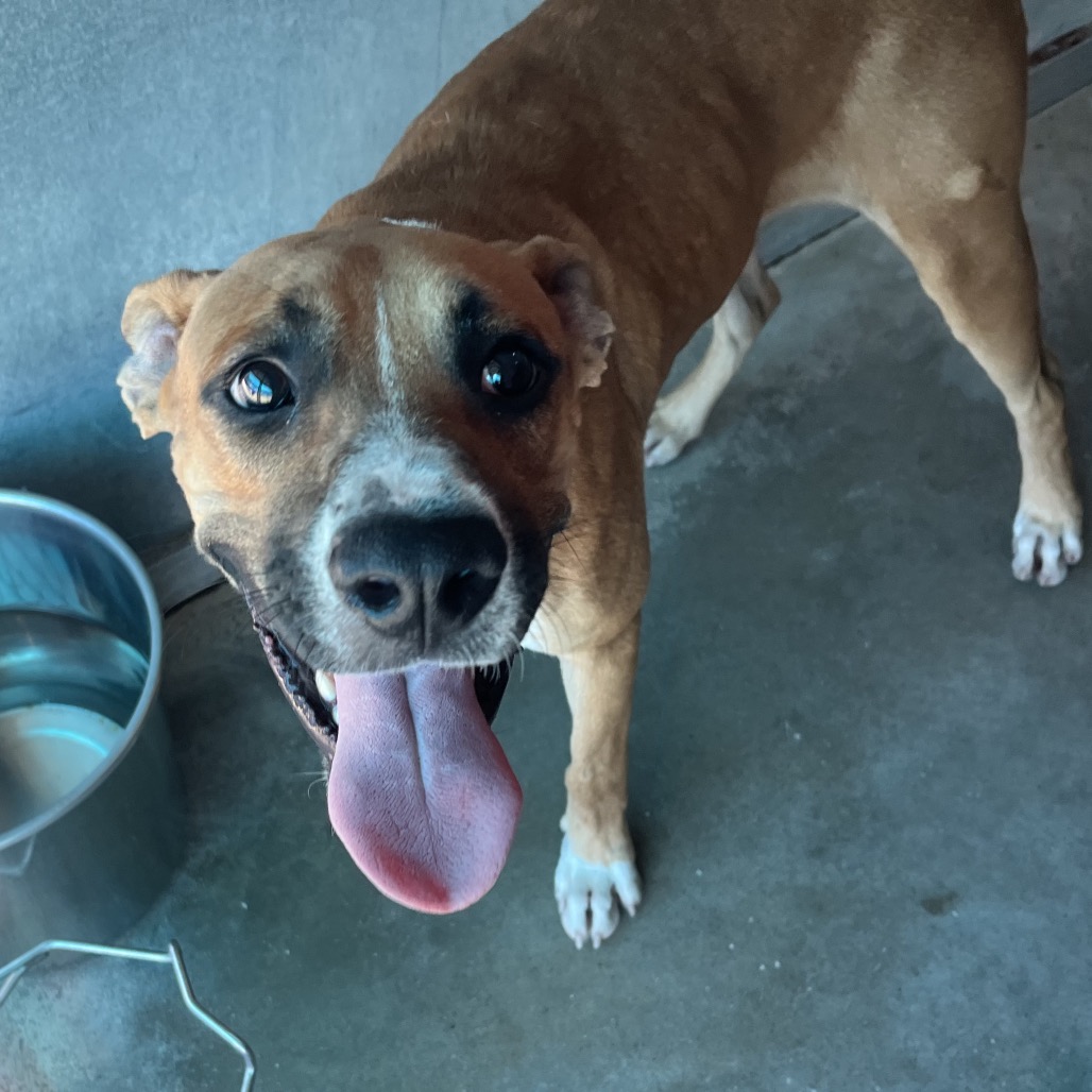 BURR - Boxer / Mixed Breed (Medium) available for adoption