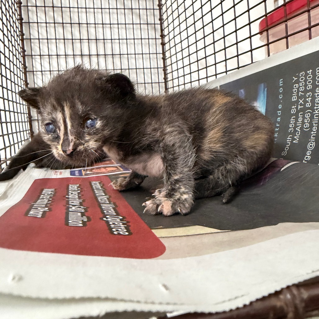 AWESOME SAUCE A3 - Domestic Shorthair available for adoption