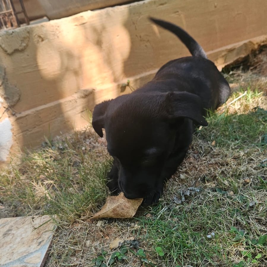 Leona — thumbnail 2