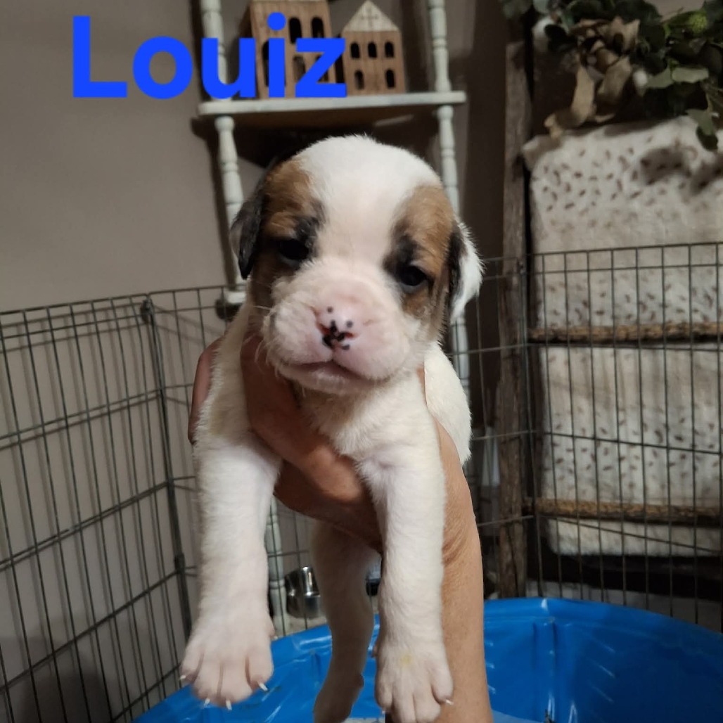 Louiz