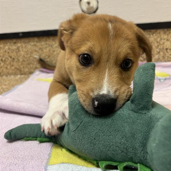 Charlie