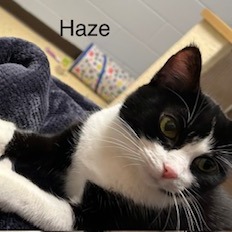 Haze--In Foster, photo 16