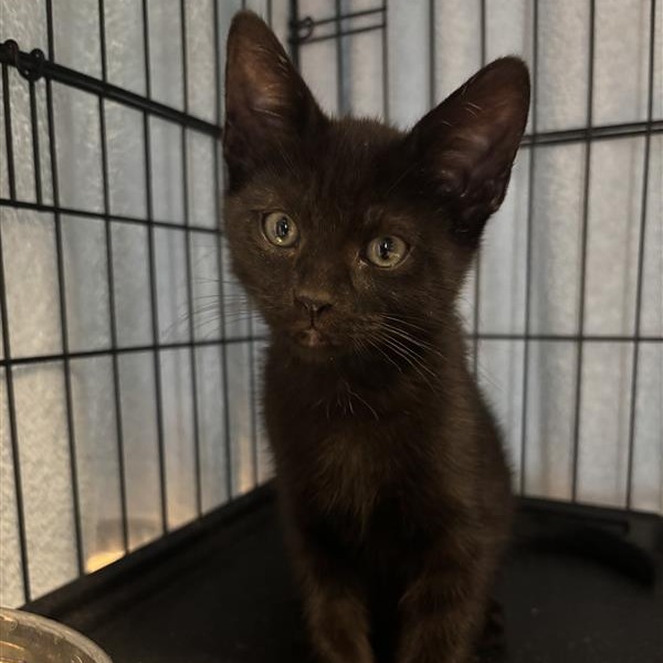 Chuckles: Male 2 Domestic Shorthair
