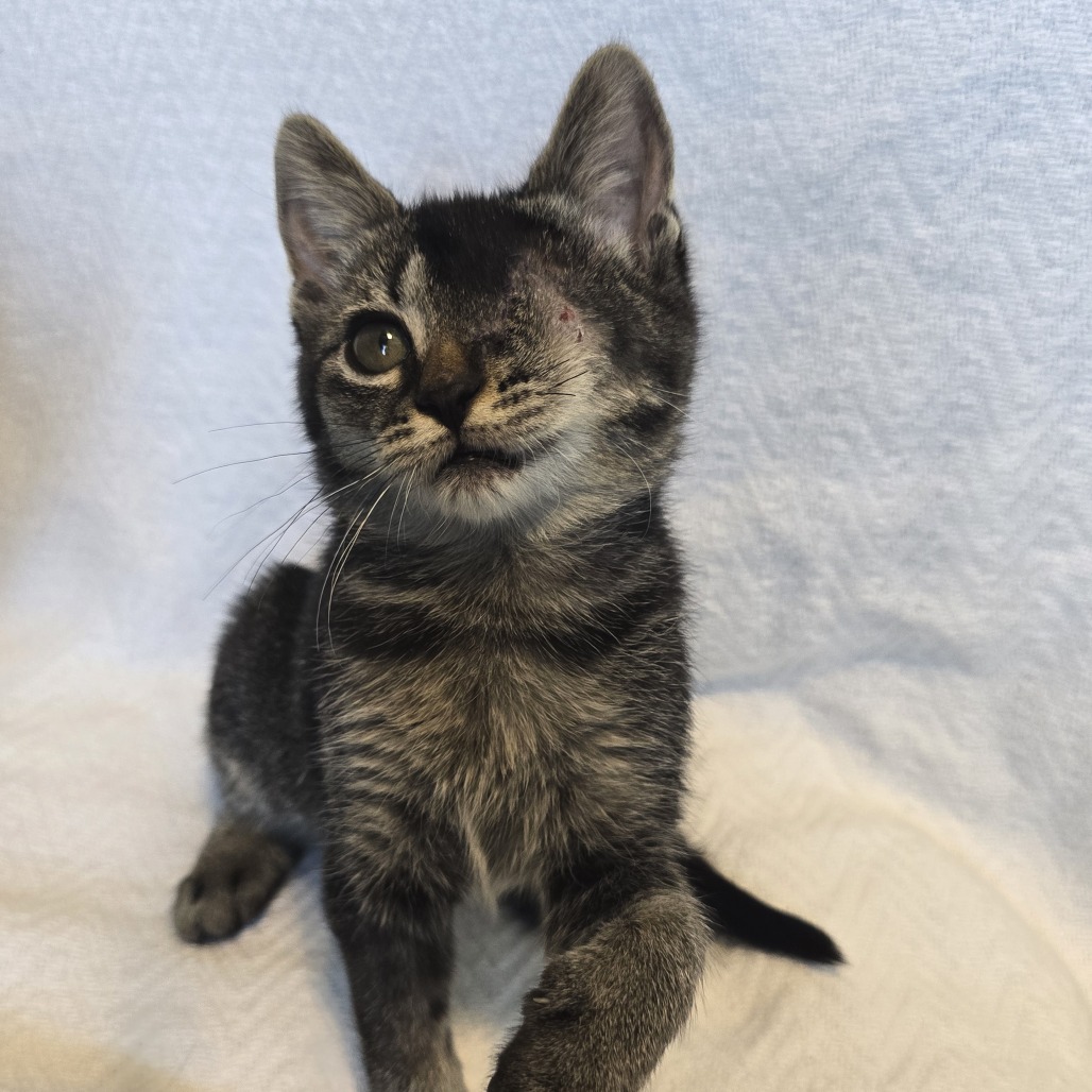 GEMMA - Domestic Shorthair available for adoption