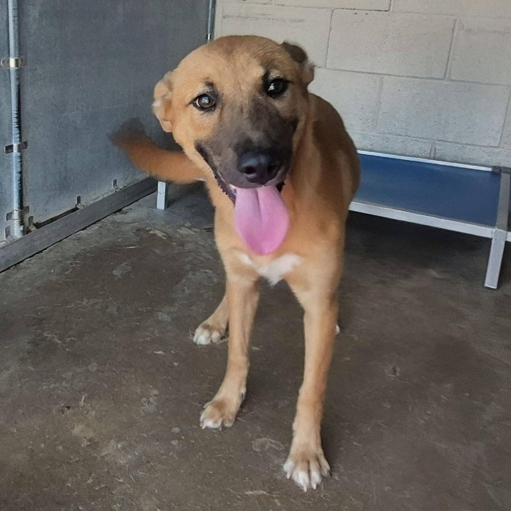 BIRDIE - Shepherd / Mixed Breed (Medium) available for adoption