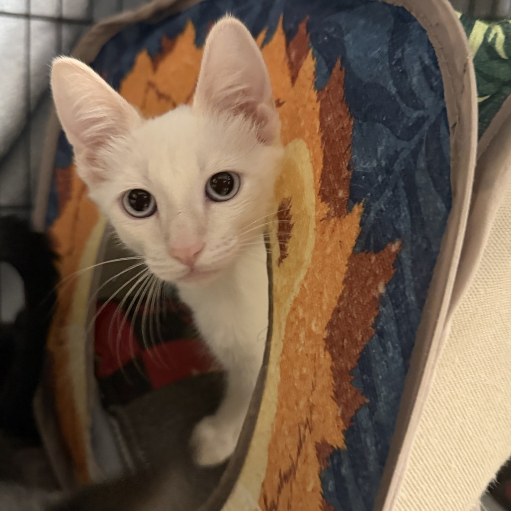 FRANK - Domestic Shorthair available for adoption